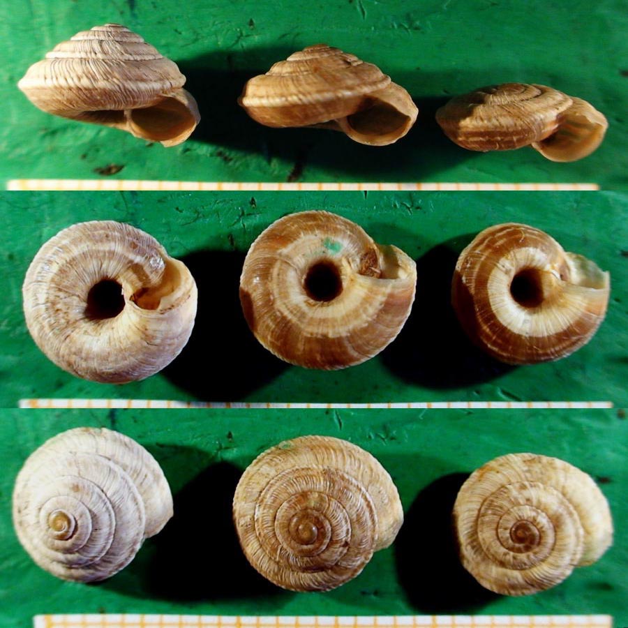 Complex di Candidula grovesiana